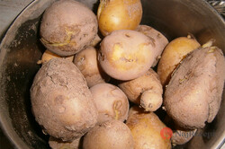 Príprava receptu Jahodové zemiakové knedle, krok 1