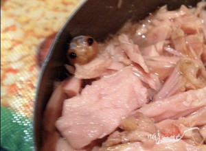 Recept Žena našla v plechovke tuniaka živú príšerku